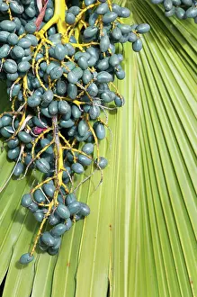 Branching: Chinese fan palm