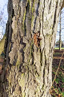 January: Chinese filbert (Corylus chinensis), bark