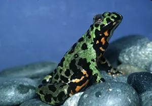 Fire: Chinese Fire-bellied Toad