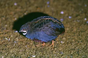 Quails: Chinese FRANCOLIN / Painted Quail