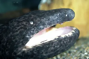 Cryptobranchidae: Chinese Giant Salamander
