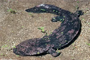 Davidianus: Chinese Giant Salamander