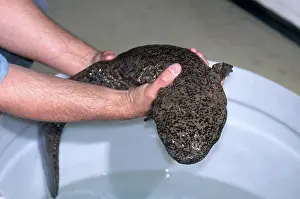 Cryptobranchidae: Chinese Giant Salamander