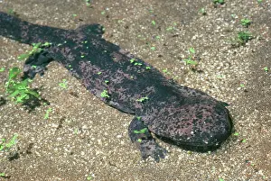 Cryptobranchidae: Chinese Giant Salamander