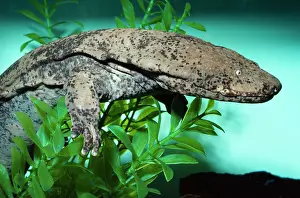 Ken Lucas: Chinese Giant Salamander