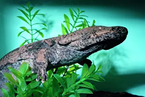 Ken Lucas: Chinese Giant Salamander - swimming