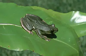 Polypedates: Chinese Gliding Frog