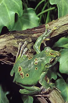 Polypedates: Chinese Gliding Frog
