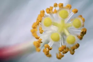 Angiosperms: Chinese Hibiscus
