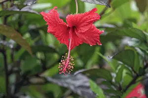 Ecuador: Chinese hibiscus is a species of tropical hibiscus in the