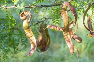 Pods: Chinese Honeylocust, Gleditsia sinensis, Pods