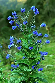 Qinling: Chinese Hound's Tongue / Chinese Forget-me-not