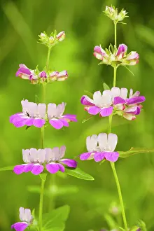 Heterophylla: Chinese Houses / Innocence - in flower