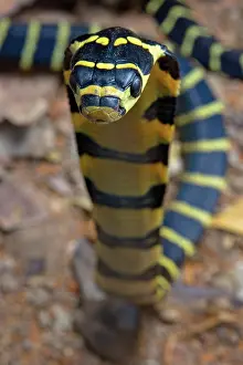 Hannah: Chinese King Cobra (Ophiophagus hannah) juvenil