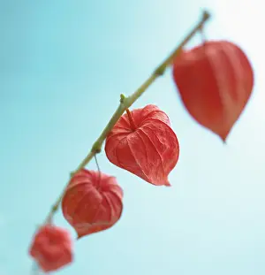 Gooseberry: Chinese Lantern