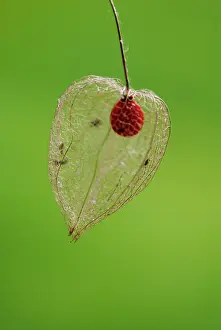 Strengthen: Chinese Lantern
