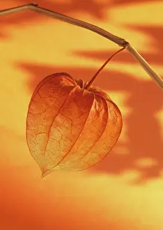 Gooseberry: Chinese Lantern