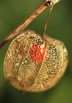 Gooseberry: Chinese Lantern