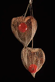Physalis: Chinese Lantern
