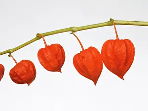 Physalis: Chinese Lantern