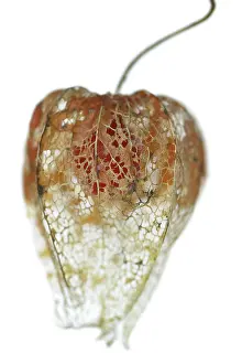 Unexplained: Chinese Lantern