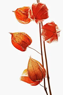 Gooseberry: Chinese lantern