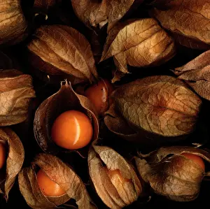 Physalis: Chinese Lantern