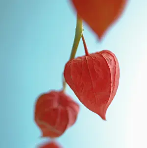 Connected: Chinese Lantern