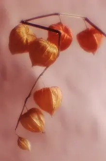Curved: Chinese Lantern