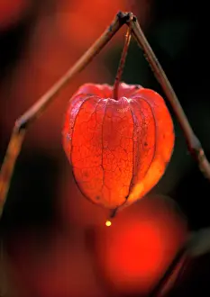 Lanterns: Chinese Lantern / Bladder Cherry / Winter Cherry
