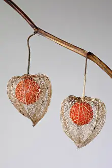 Gooseberry: Chinese lantern, Cape gooseberry