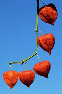 Lanterns: CHINESE LANTERN - Seed pods