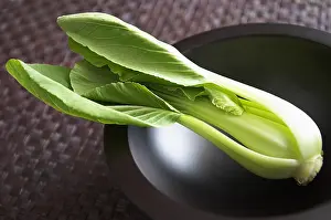 Lifestyle: Chinese leaf, Pe Tsai, Brassica pekinensis, Green