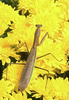 Dictyoptera: Chinese Mantid