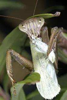 Rapae: Chinese Mantid Eating a Cabbage White Butterfly