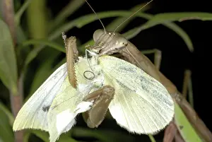 Rapae: Chinese Mantid Eating a Cabbage White Butterfly
