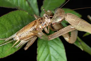 Gryllidae: Chinese Mantid Eating a Cricket