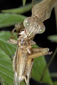Gryllidae: Chinese Mantid Eating a Cricket