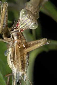 Gryllidae: Chinese Mantid Eating a Cricket