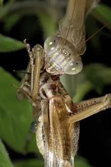 Gryllidae: Chinese Mantid Eating a Cricket