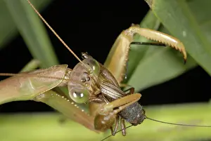 Gryllidae: Chinese Mantid Eating a Cricket
