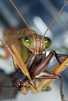Gryllidae: Chinese Mantid Eating a Cricket