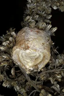 Case: Chinese Mantid Egg Case