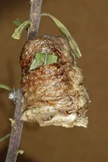 Case: Chinese Mantid Egg Case