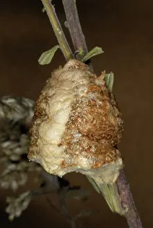 Case: Chinese Mantid Egg Case