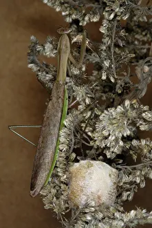 Case: Chinese Mantid Egg Case