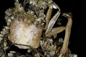 Case: Chinese Mantid Female with Egg Case