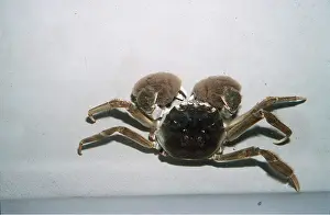 Crabs: CHINESE MITTEN CRAB
