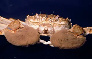 Mitten: CHINESE MITTEN CRAB close-up
