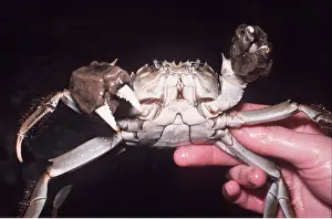 Crabs: CHINESE MITTEN CRAB - HAND-HELD